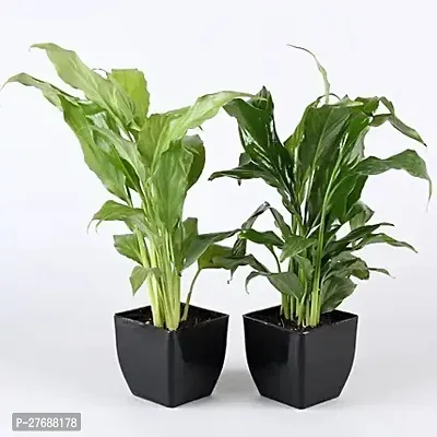 Zomoloco Peace Lily Or Spathiphyllum Live Plant Wh