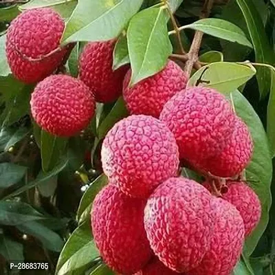 Zomoloco Litchi Plant Litchi PlantHybrid And Grafted Plant FMN6316-thumb0