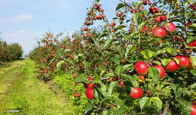 Zomoloco Apple Sunehari Hybrid Grafted Live Plant