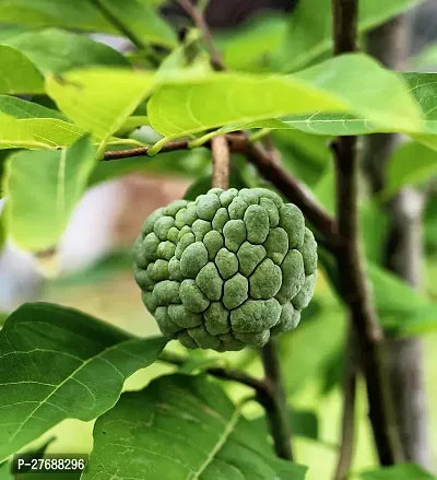 Zomoloco Custard Apple Live Plant Cf0061 Custard-thumb0