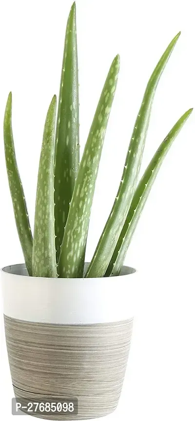 Zomoloco Aloe Vera Plantcfa16 Aloe Vera Plant-thumb0