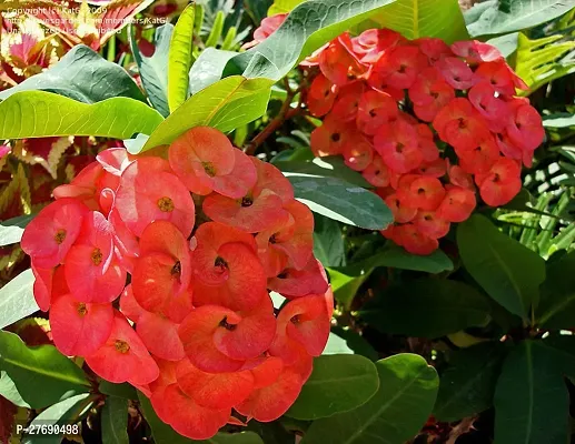 Zomoloco Euphorbia Mili Crown Of Thorns Live Flow-thumb0