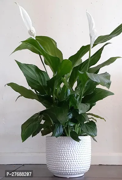 Zomoloco Peace Lily Or Spathiphyllum Live Plant Wh