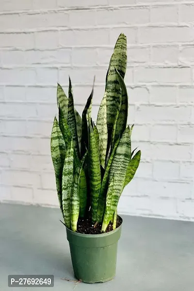 Zomoloco Snake Plant For Home Decorations Best For-thumb0