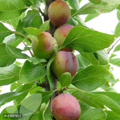 Zomoloco Exotic Live Grafted Plum Aalu Bukharaal