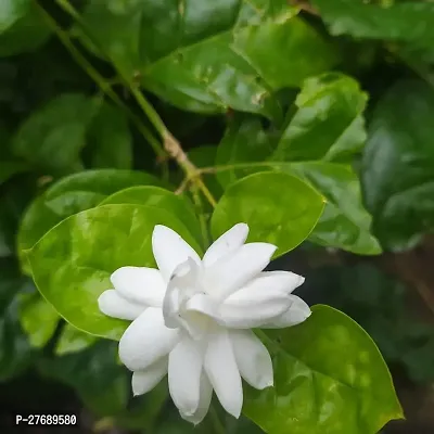 Zomoloco Arabian Jasmine Double Petal Live Flower