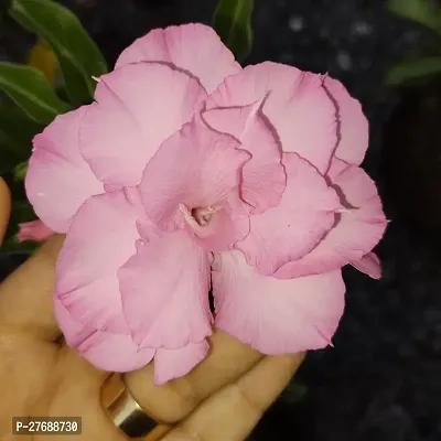 Zomoloco Air Layered Adenium Plant Live Plant Cf4-thumb0