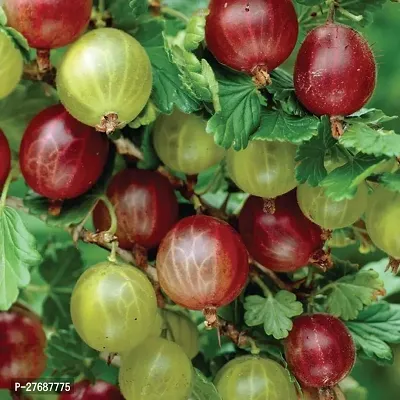 Zomoloco Red Amlaamlakiindian Gooseberry Big Fr-thumb0