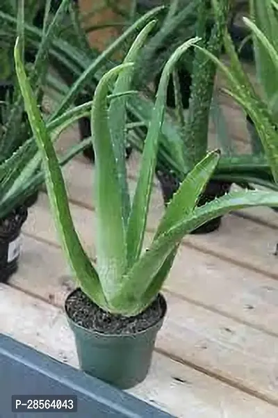 Zomoloco Aloe Vera Plant Aloe Vera Plant 083-thumb0