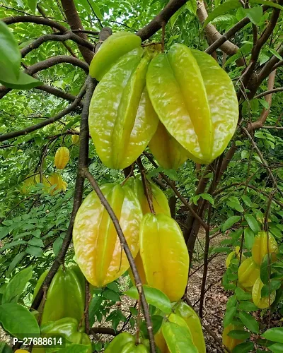 Zomoloco Rare Star Fruit Grafted Live Plant Cf073-thumb0