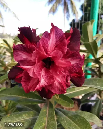 Zomoloco Air Layered Adenium Plant Live Plant Cf4