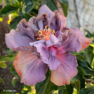 Zomoloco Hibiscus Hybrid Live Flower Plant Cf3300-thumb0