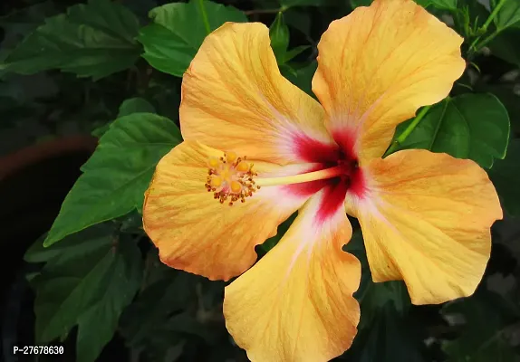 Zomoloco Hibiscus Joba Yellow In Colour Live Plan-thumb0