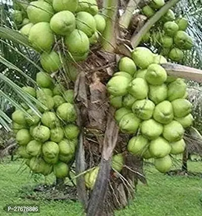 Zomoloco Kerala Coconut Plant Coconut Plant-thumb0