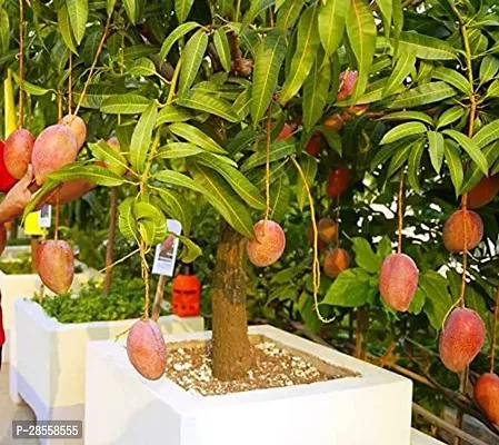 Zomoloco Mango Plant MANGO-01-thumb0
