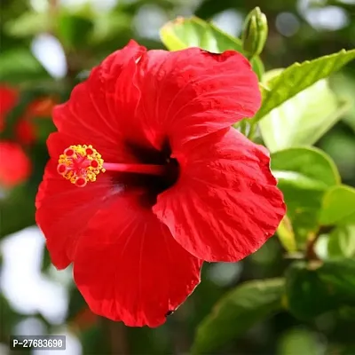 Zomoloco Hibiscus Plant 17 Hibiscus Plant-thumb0