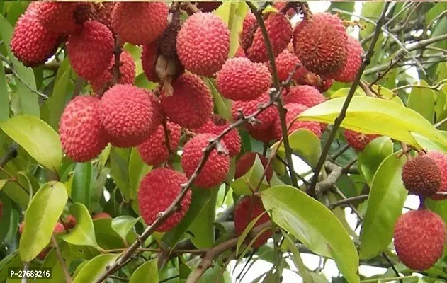 Zomoloco Litchi Plant Live Plant Cf30112 Litchi-thumb0