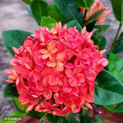 Zomoloco Trothic Ixora Chethi Red Plant Live Flowe