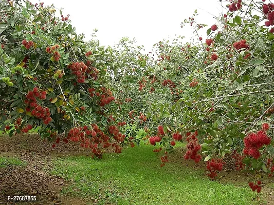 Zomoloco Rare Red Rambutan Hybrid Exotic Fruit See