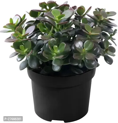 Zomoloco Jade Live Plant For Indoor Decoration C