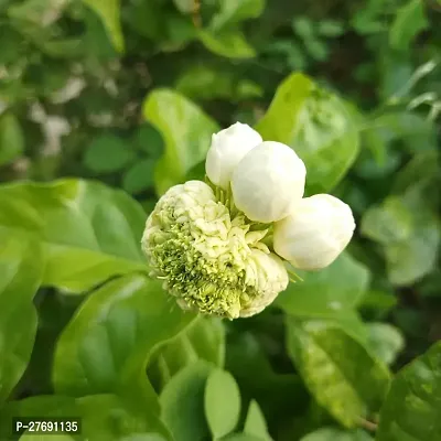 Zomoloco Arabian Jasmine Double Petal Live Flower-thumb0