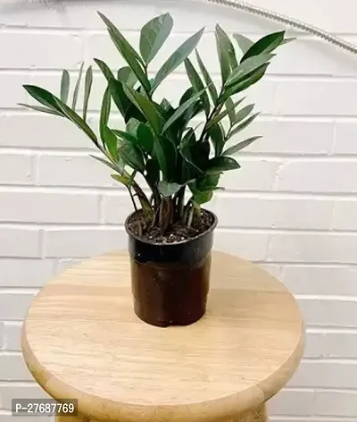 Zomoloco Live Air Purifying Indoor Zz Zamioculcas