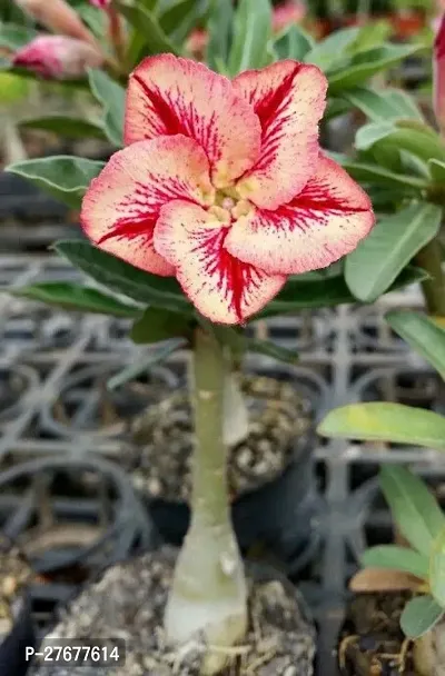 Zomoloco Adeniumhybrid Plantgrafted0386 Adenium-thumb0