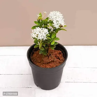 Zomoloco Trothic Ixora Chethi White Plant Live Flo