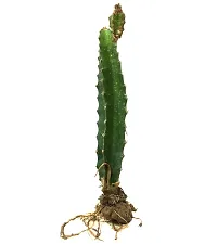 Zomoloco Dragon Tree DRAGNPOT-thumb2