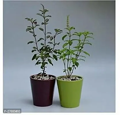 Zomoloco Tgltul61 Tulsi Plant-thumb0