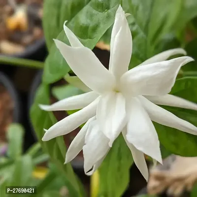 Zomoloco Arabian Jasmine Double Petal Live Flower-thumb0