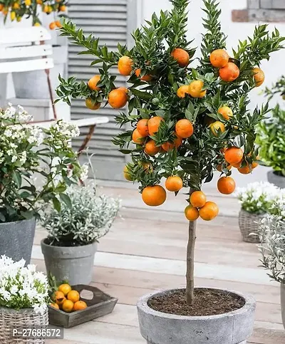 Zomoloco Orange Fruit Plant Orange Plant-thumb0