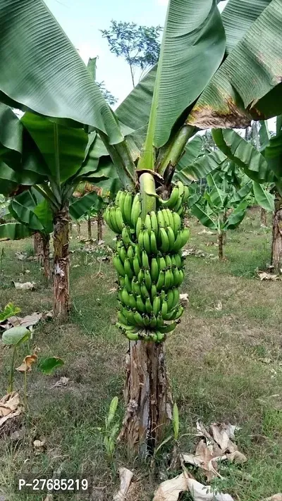 Zomoloco Green Banana Plant Banana Plant