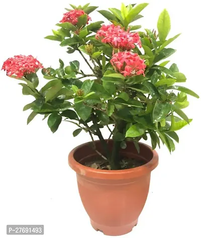 Zomoloco Trothic Ixora Chethi Red Plant Live Flowe