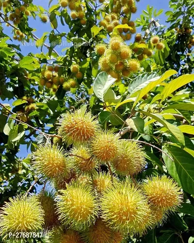 Zomoloco Rare Yellow Rambutan Hybrid Exotic Fruit-thumb0