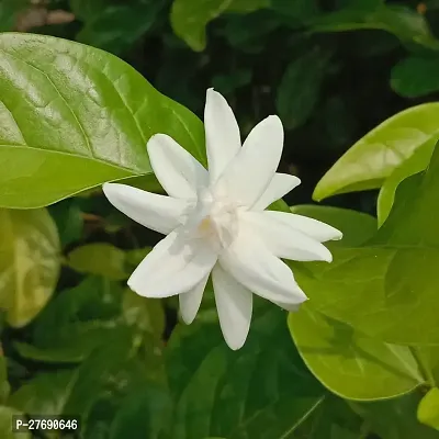 Zomoloco Arabian Jasmine Double Petal Live Flower-thumb0