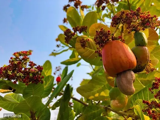 Zomoloco Hybrid Rare Grafted Cashew Apple Kaju F