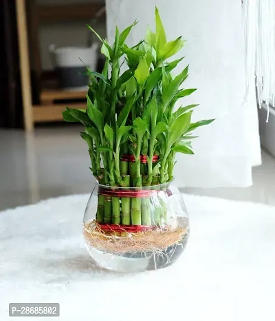 Zomoloco Two Layer Bamboo Plant 2TwoLayerbamboo Plant With Glass Pot 03