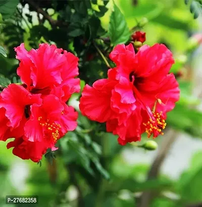 Zomoloco Dying Hibiscus Plant Hibiscus Plant-thumb0