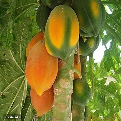 Zomoloco Papita97 Papaya Plant-thumb0