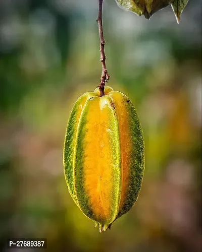 Zomoloco Rare Star Fruit Grafted Live Plant Cf069-thumb0