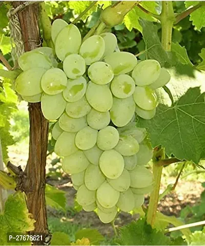 Zomoloco Grape Plant Vitis Grape Plant-thumb0