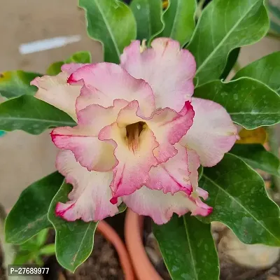 Zomoloco Air Layered Adenium Plant Live Plant Cf3-thumb0