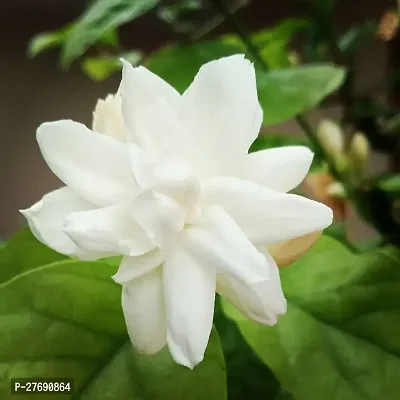 Zomoloco Arabian Jasmine Double Petal Live Flower-thumb0