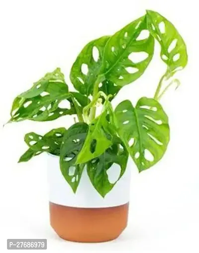 Zomoloco Broken Heart Indoor Plant With Air Purify-thumb0