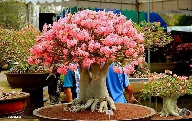 Zomoloco Arabicum Adenium Plant Adenium Plant-thumb0