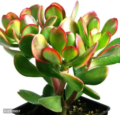 Zomoloco Jade Live Plant For Indoor Decoration C-thumb0