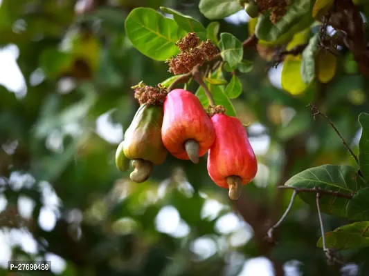 Zomoloco Hybrid Rare Grafted Cashew Apple Kaju F