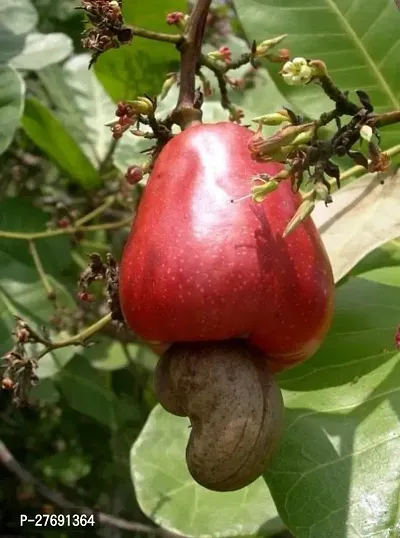 Zomoloco Hybrid Rare Grafted Cashew Apple Kaju F-thumb0