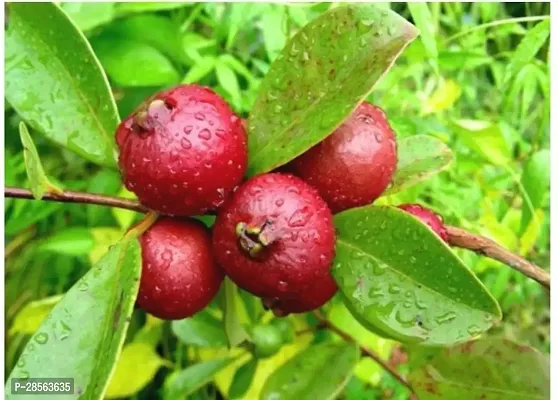 Zomoloco Guava Plant VG- Rare Red STRAWBERRY GUAVA Plant-thumb2